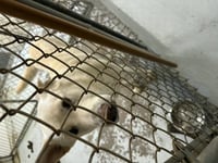 Coco ("Clive") - Photo 21