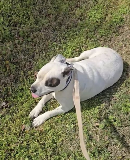 PIRATE - Boxer available for adoption