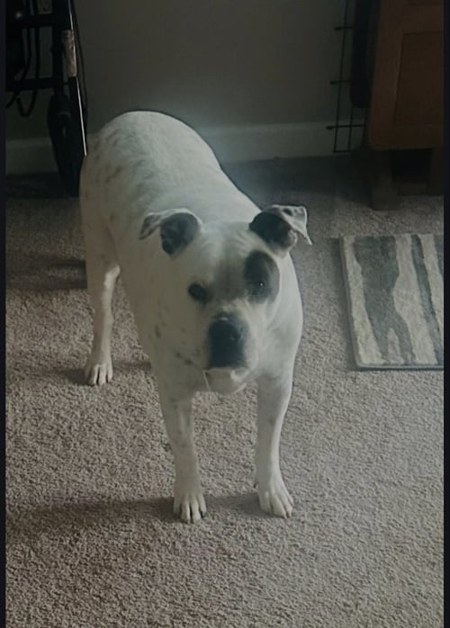 PIRATE - Boxer available for adoption