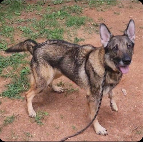 AUTUMN - German Shepherd Dog available for adoption