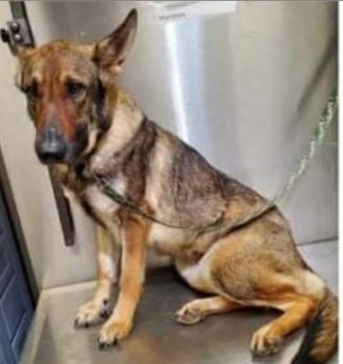 AUTUMN - German Shepherd Dog available for adoption