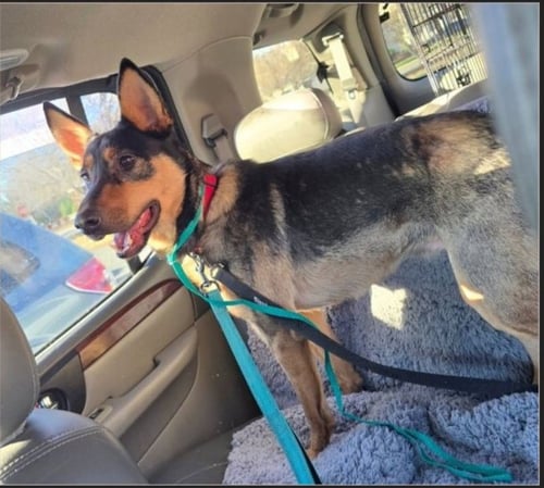 DUMPLING - Australian Kelpie available for adoption