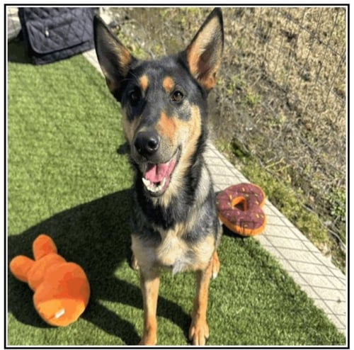 DUMPLING - Australian Kelpie available for adoption