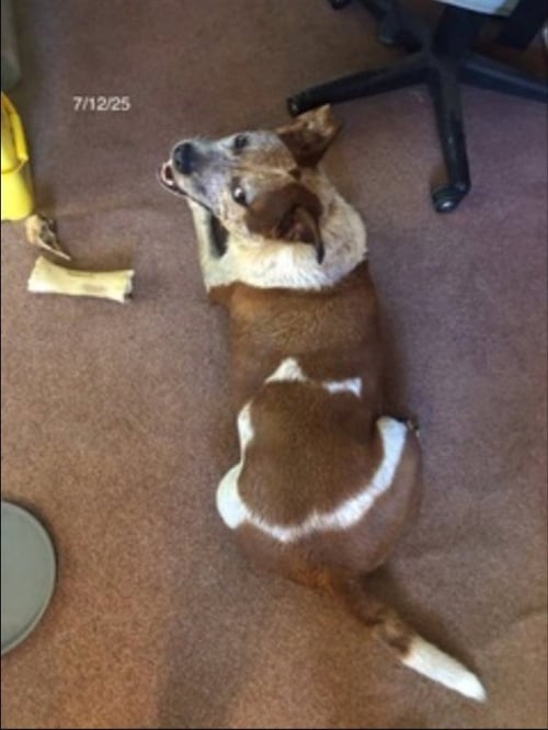 TREASURE - Cattle Dog / Boxer available for adoption
