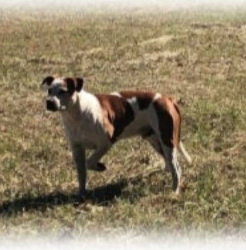 TREASURE - Cattle Dog / Boxer available for adoption