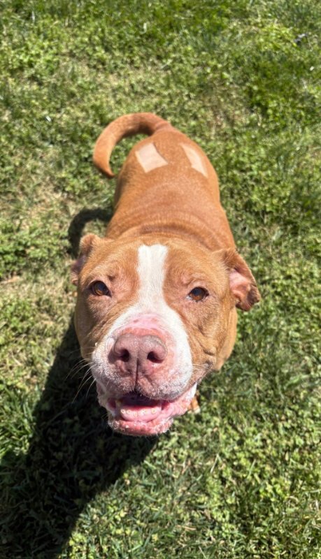 GEORGIA - American Pit Bull Terrier available for adoption