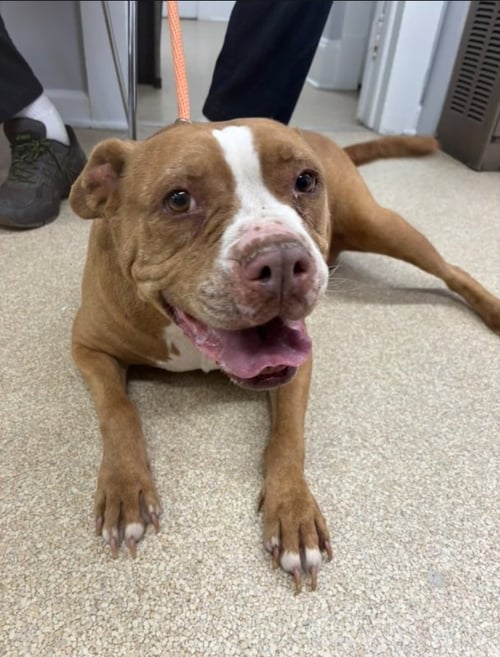 GEORGIA - American Pit Bull Terrier available for adoption