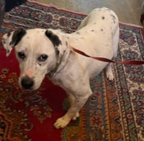 CHELSEA - Beagle / Dalmatian available for adoption