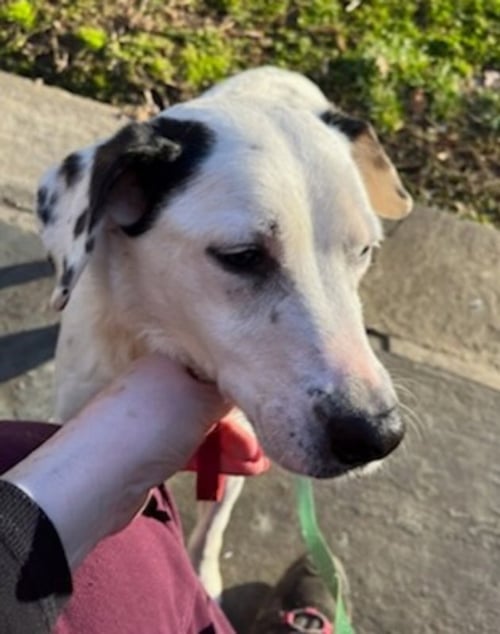 CHELSEA - Beagle / Dalmatian available for adoption