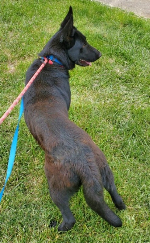 ELIJAH - German Shepherd Dog available for adoption