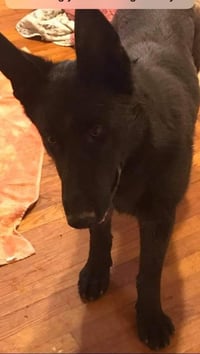 Elijah - Photo 3