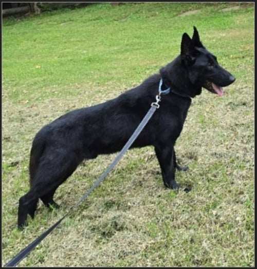 ELIJAH - German Shepherd Dog available for adoption