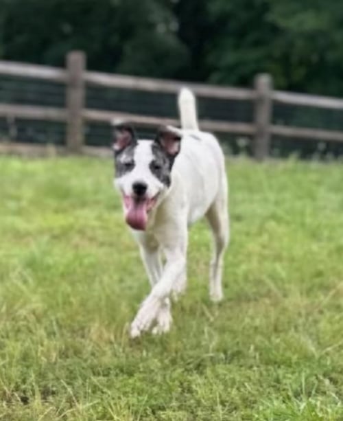 SALLY ANN - Canaan Dog available for adoption
