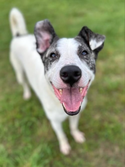 SALLY ANN - Canaan Dog available for adoption