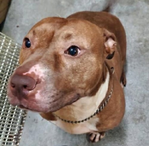 JUSTINA - Staffordshire Bull Terrier available for adoption