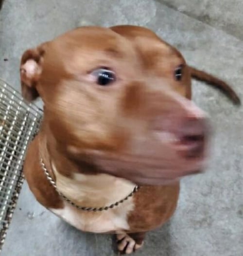 JUSTINA - Staffordshire Bull Terrier available for adoption