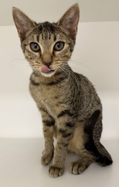 PIXAR - Domestic Short Hair available for adoption