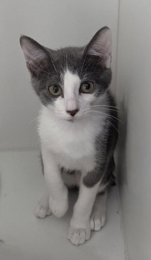 OSTRICH - Domestic Short Hair available for adoption