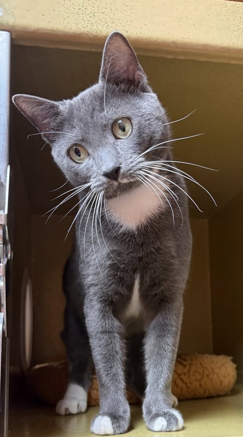 OAKLIE - Domestic Short Hair for adoption in Palm Bay