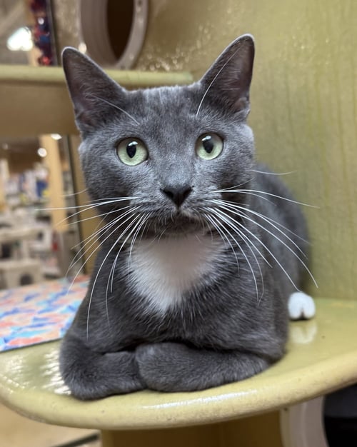 OAKLIE - Domestic Short Hair available for adoption