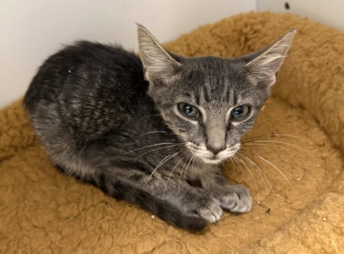 VIDIA - Domestic Short Hair available for adoption