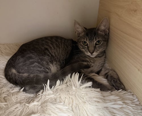 VIDIA - Domestic Short Hair available for adoption