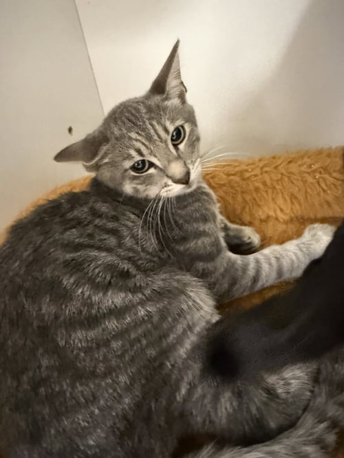 POISON - Domestic Short Hair available for adoption