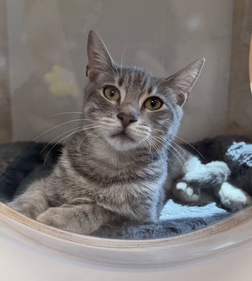 POISON - Domestic Short Hair available for adoption