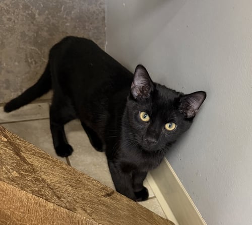 BAKED BEANS - Domestic Short Hair for adoption in Palm Bay