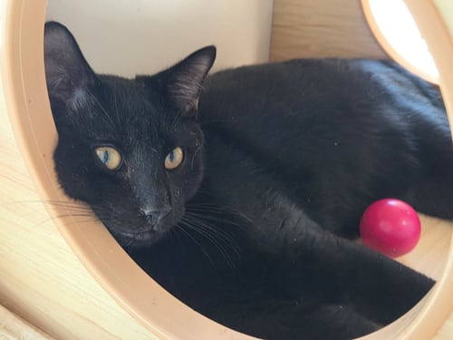 BAKED BEANS - Domestic Short Hair available for adoption
