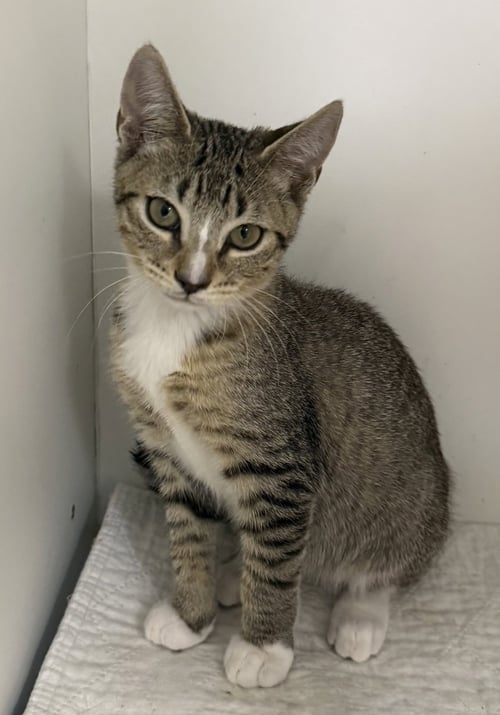 COSMIC - Domestic Short Hair available for adoption