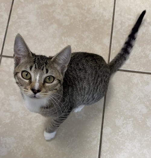 COSMIC - Domestic Short Hair available for adoption