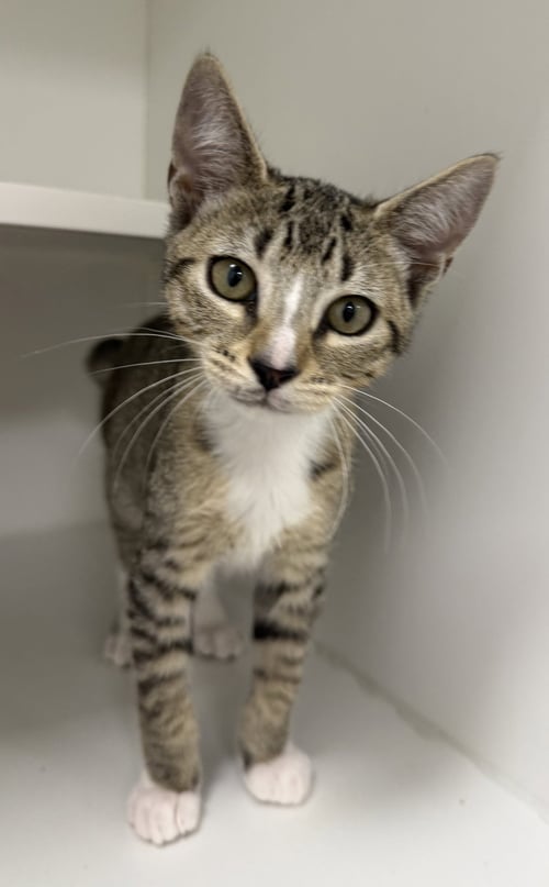 COSMIC - Domestic Short Hair available for adoption