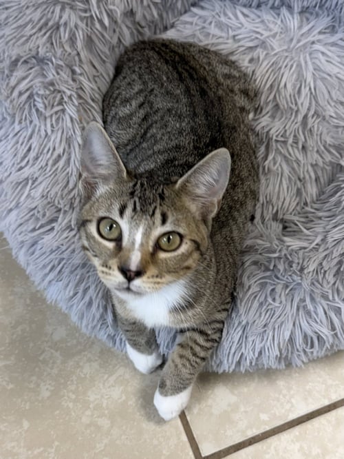 COSMIC - Domestic Short Hair available for adoption