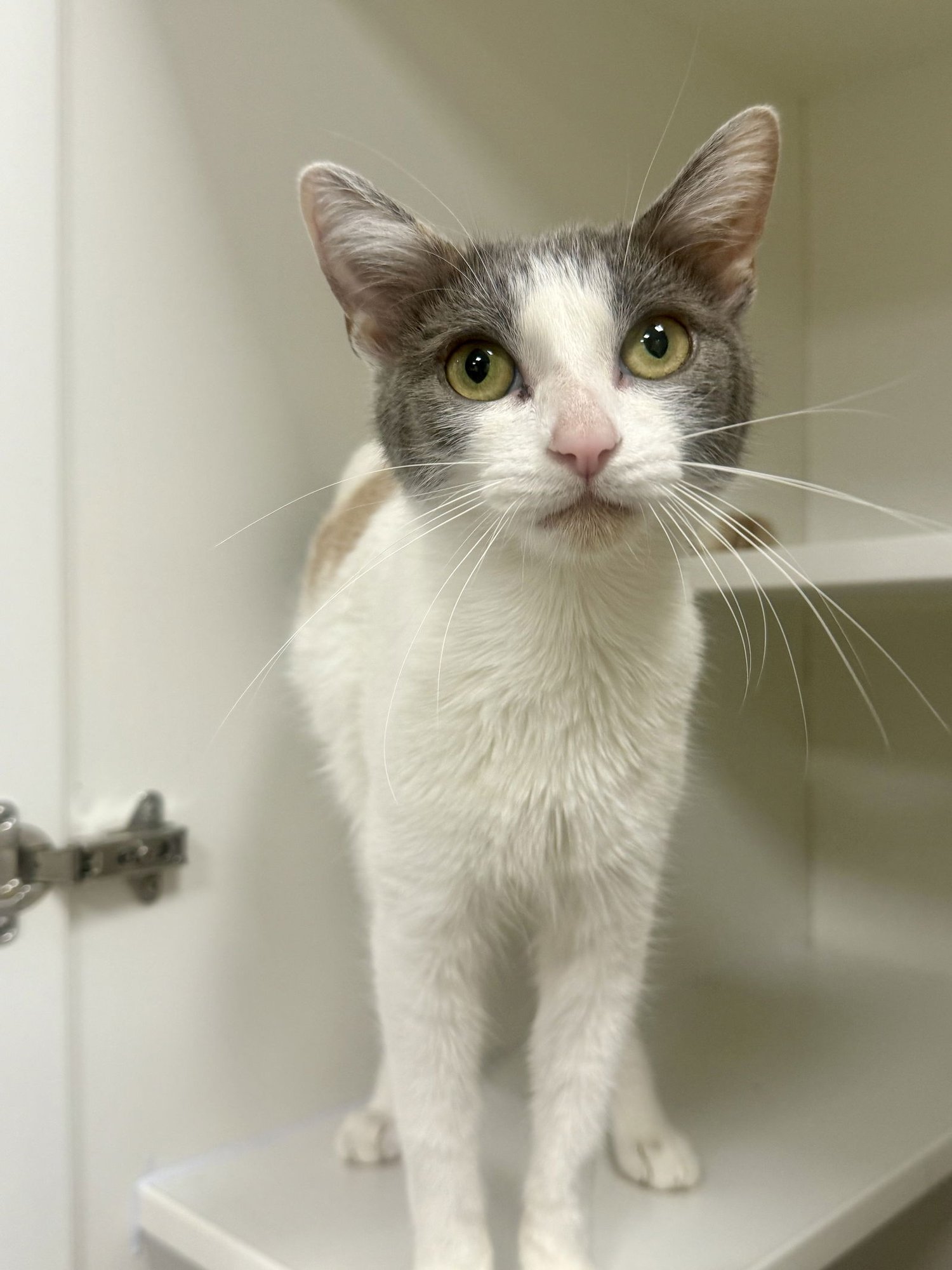 LOOSY LOU - Domestic Short Hair available for adoption