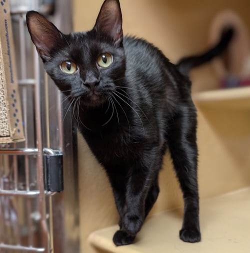 NOMURI - Domestic Short Hair available for adoption