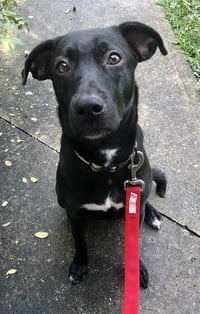 Sammy - Photo 1
