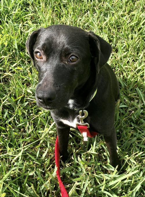 SAMMY - Labrador Retriever available for adoption