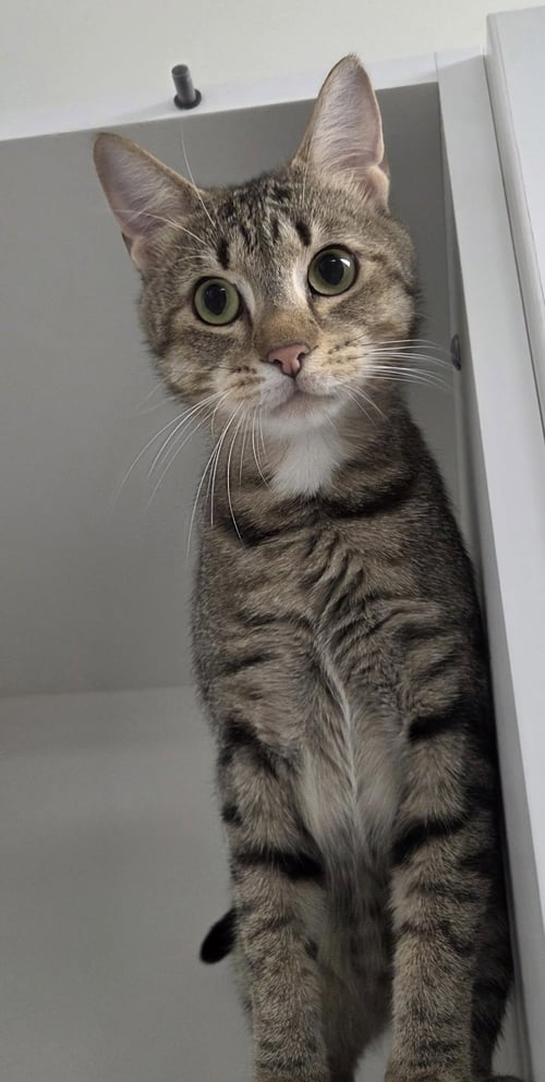 LESTAT - Domestic Short Hair available for adoption