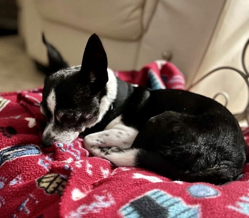 MAX G - Chihuahua for adoption in Melbourne