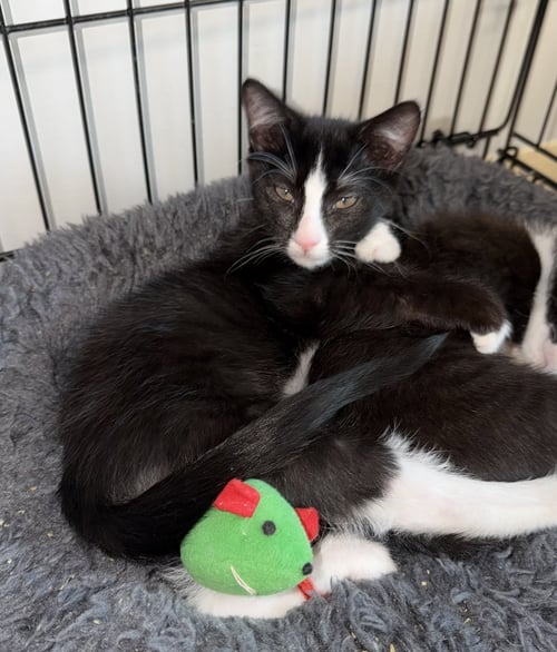 SPLASH ZONE - Domestic Short Hair available for adoption