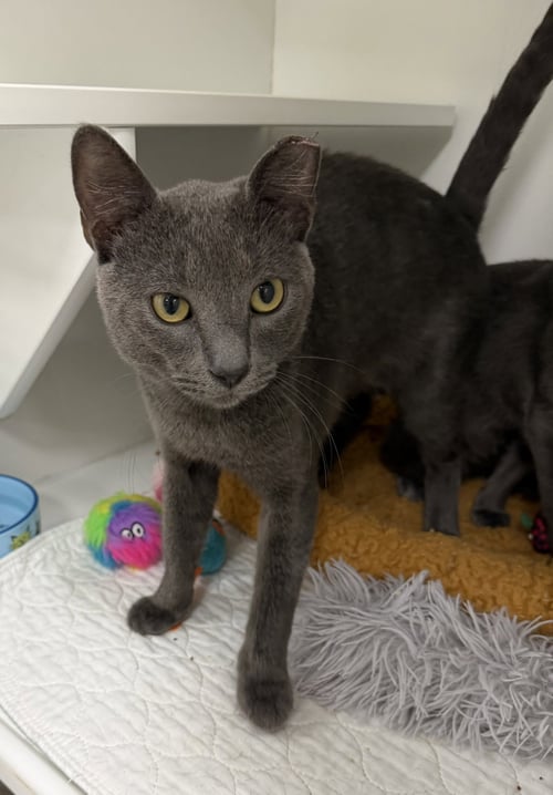 WRIGLEY - Domestic Short Hair available for adoption