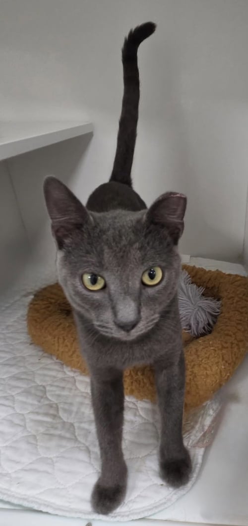 WRIGLEY - Domestic Short Hair available for adoption