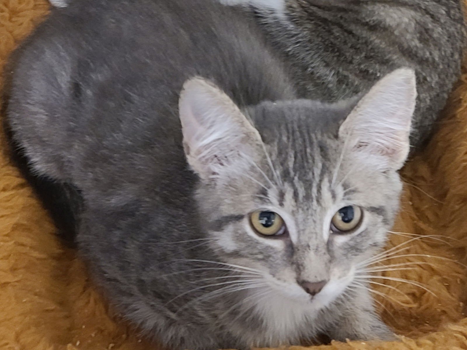 SPILT MILK - Domestic Short Hair available for adoption