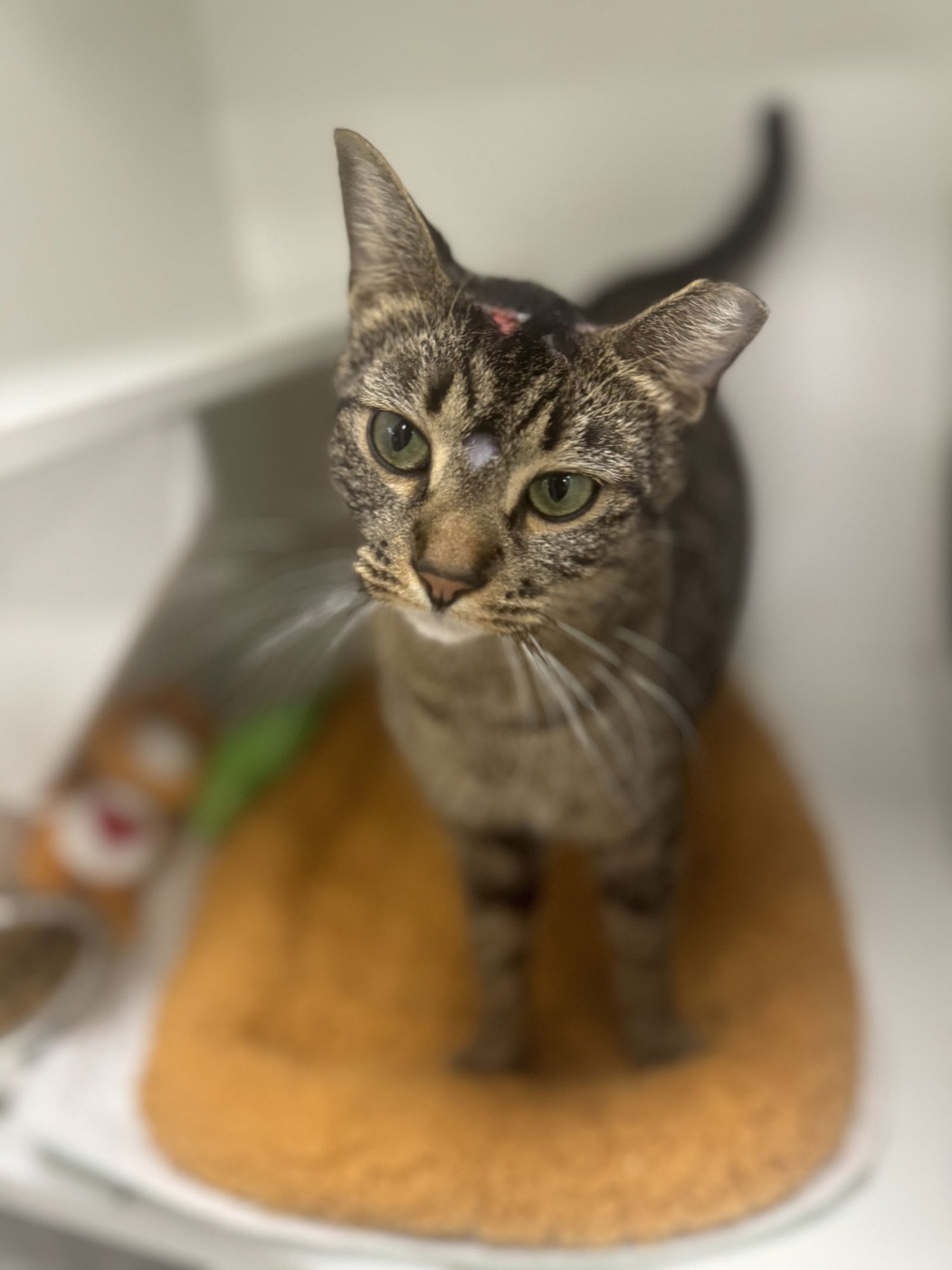 BOBO HILL - Domestic Short Hair available for adoption