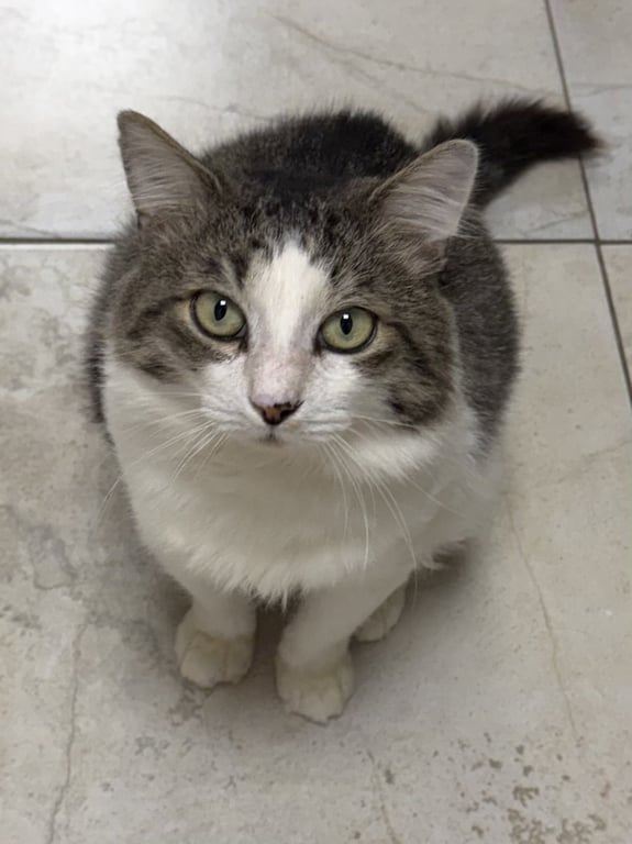 Fergus Image
