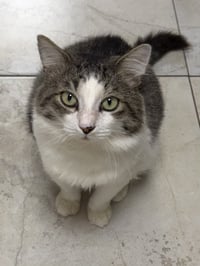 Fergus - Photo 1