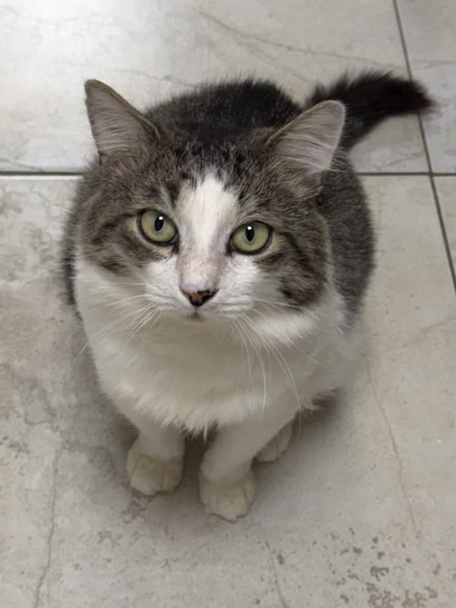 FERGUS - Domestic Short Hair for adoption in Palm Bay