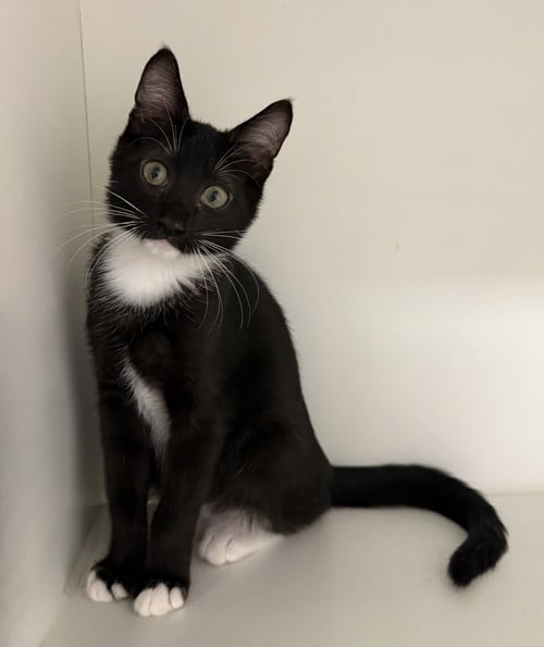 FUDDLE WUDDLE - Domestic Short Hair available for adoption