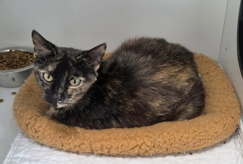 CINDY CLAWFORD - Domestic Short Hair available for adoption